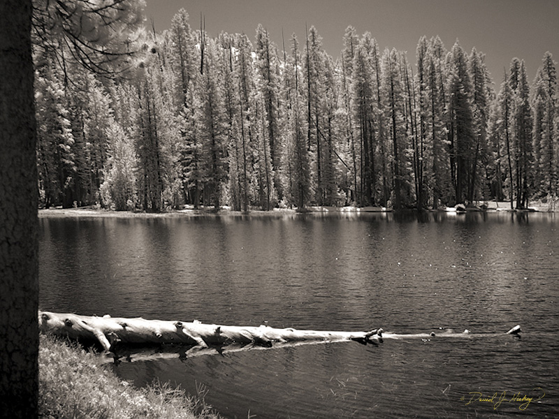 437 Shasta Lake in Infrared, off Tioga Pass Road, Yosemite, CA