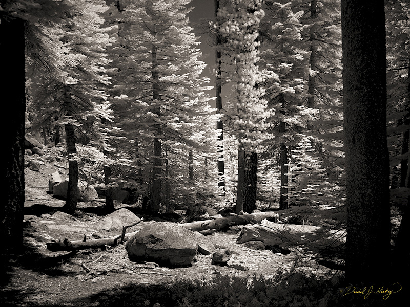 439 Sierra Nevada Forest in Infrared, off Tioga Pass Road, Yosemite, CA