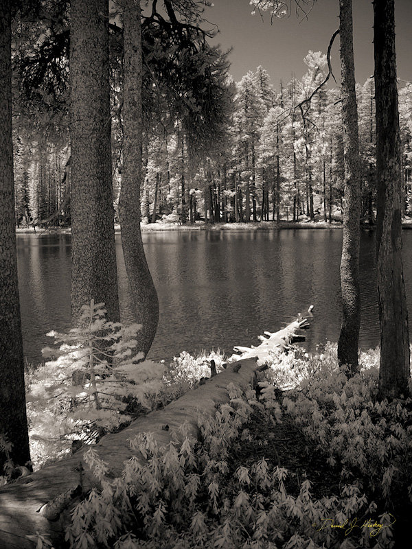 440 Shasta Lake II in Infrared, off Tioga Pass Road, Yosemite, CA