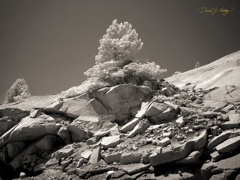 441 Tree and Hillside in Infrared, off Tioga Pass Road, Yosemite, CA