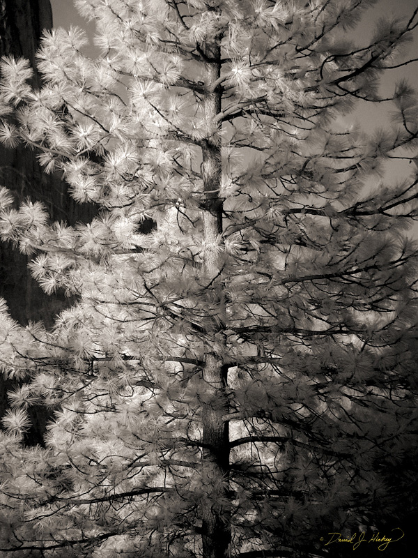 497 Pine Tree in Infrared, Yosemite, CA