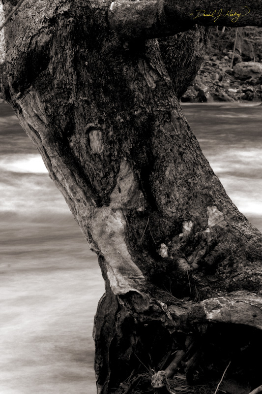 503 Tree and Merced River, Yosemite, CA