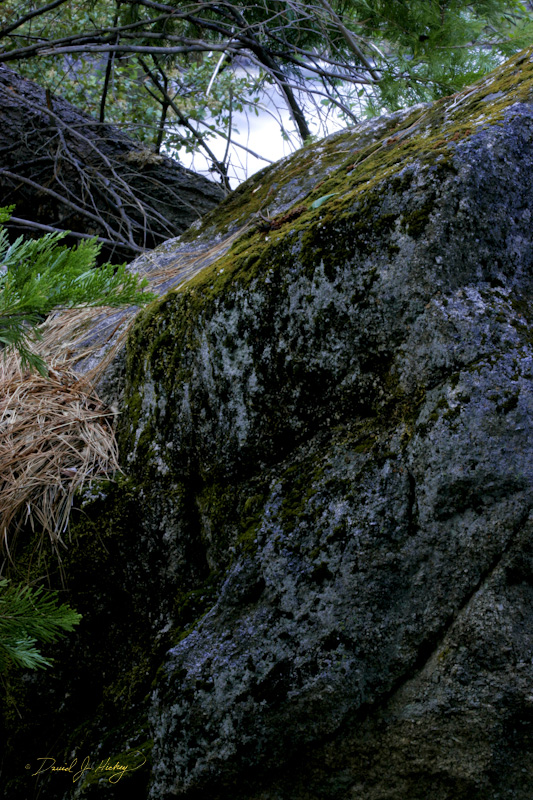 505 Moss and Rock, Yosemite, CA