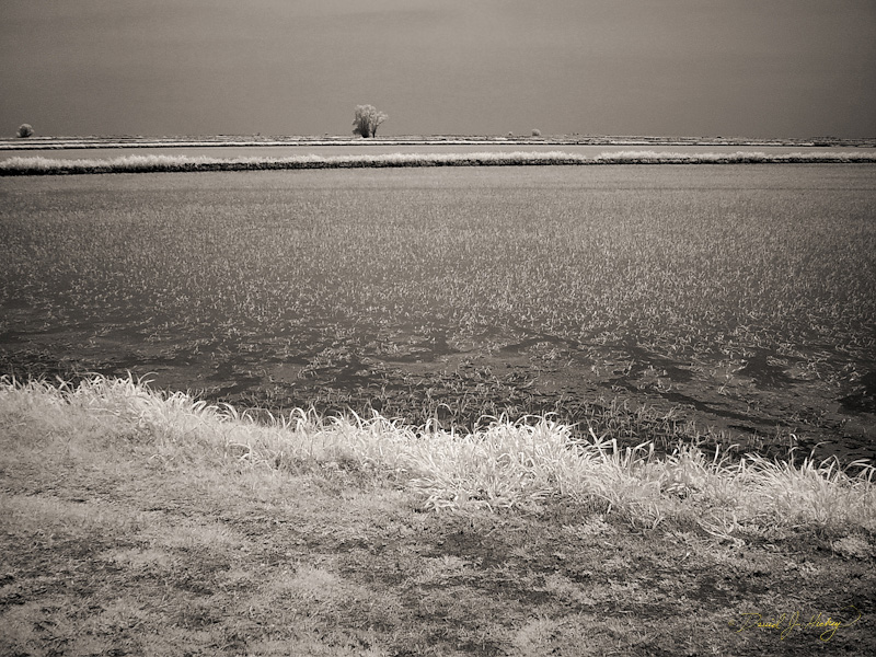 516 Rice Paddy in Infrared, Rumsey, CA
