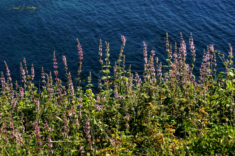 533 Lupins and the Sea, near Medocino