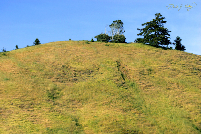 534 Golden Hillside, near Medocino