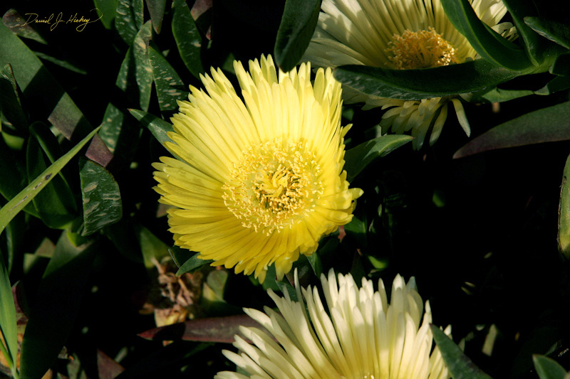 537 Ice Plant, someplace, CA