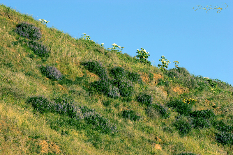 540 Scene along Highway One, somewhere, CA
