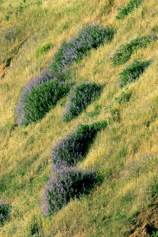 541 Scene along Highway One ... with Lupins, somewhere, CA