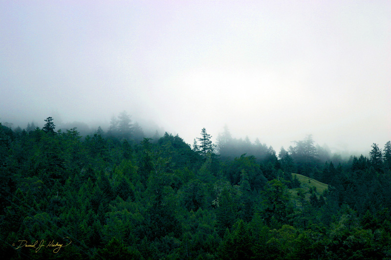 543 Early Morning Fog, north of Leggett, CA