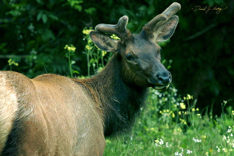 544 Wild Elk, near Myers Flat, CA