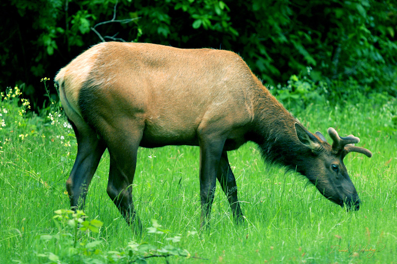 545 Wild Elk II, near Myers Flat, CA