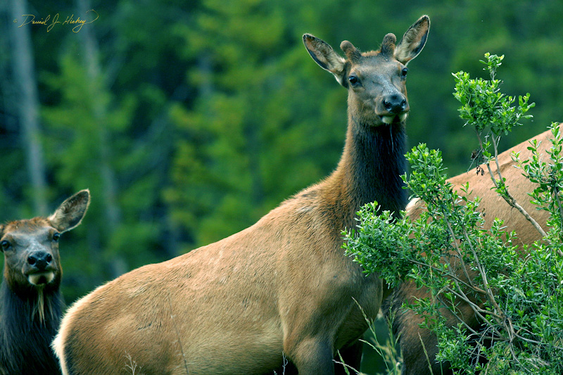 546 Wild Elk III, near Myers Flat, CA