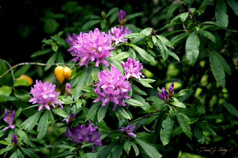 547 Wild Azaleas, near Myers Flat, CA