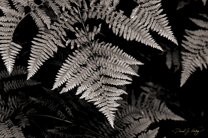 549 Ferns, Humboldt Redwoods State Park, CA