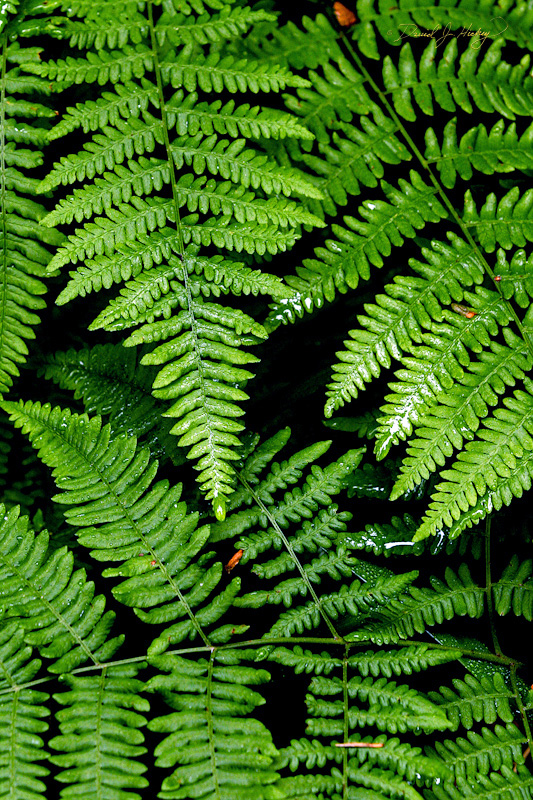 550 Ferns II, Humboldt Redwoods State Park, CA