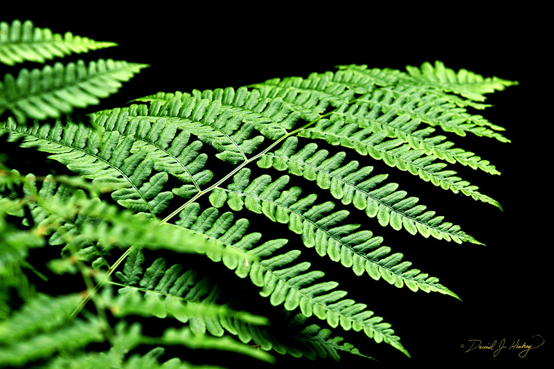 551 Ferns III, Humboldt Redwoods State Park, CA