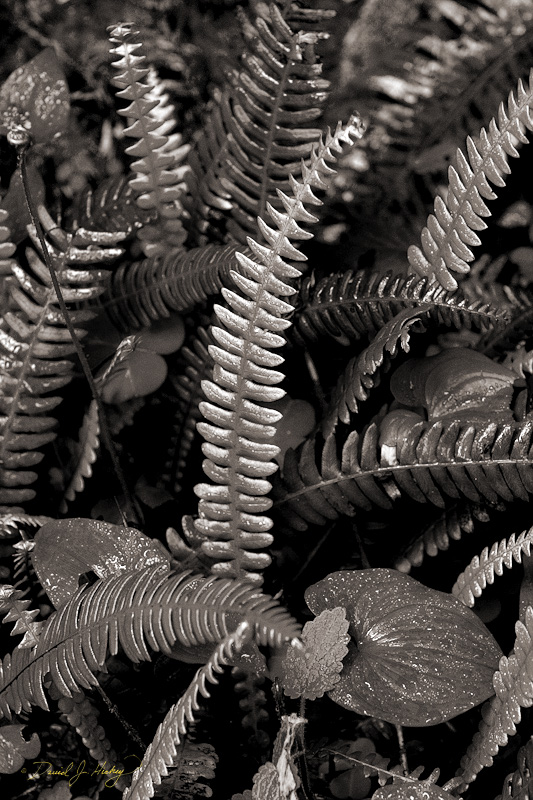 552 Ferns IV, Humboldt Redwoods State Park, CA