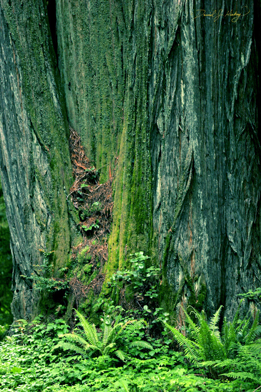 553 Redwood and Ferns, Humboldt Redwoods State Park, CA