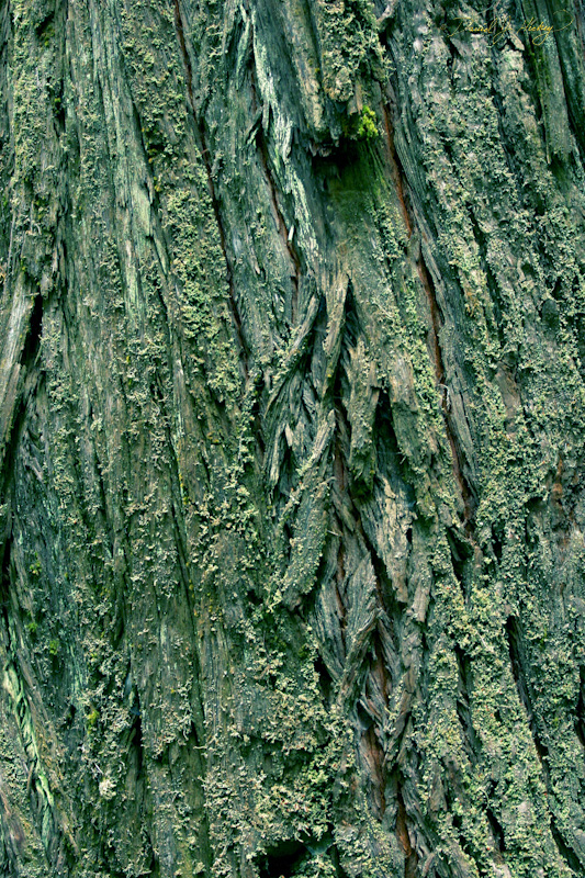 554 Redwood Bark, Humboldt Redwoods State Park, CA