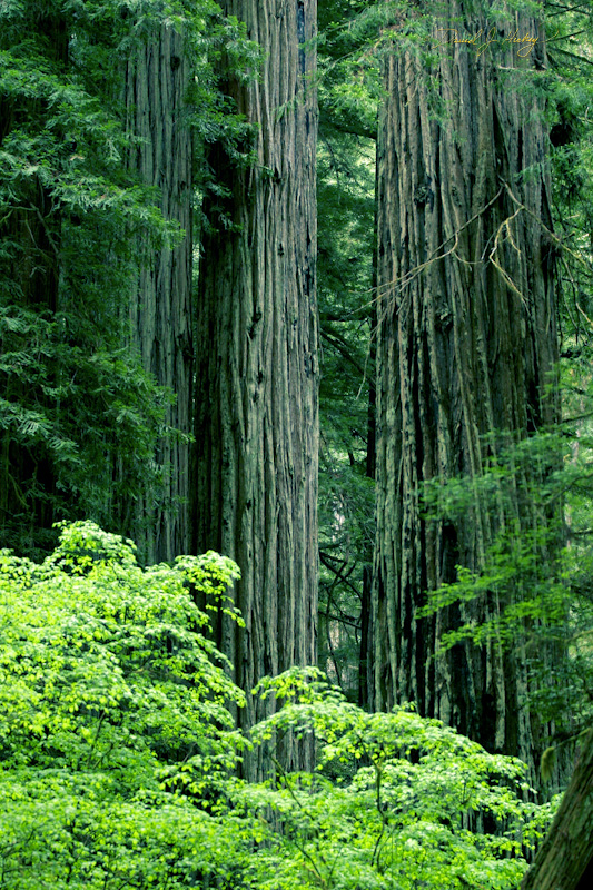 555 Redwoods, Humboldt Redwoods State Park, CA