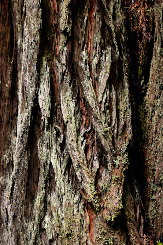 556 Redwood Trunk, Humboldt Redwoods State Park, CA