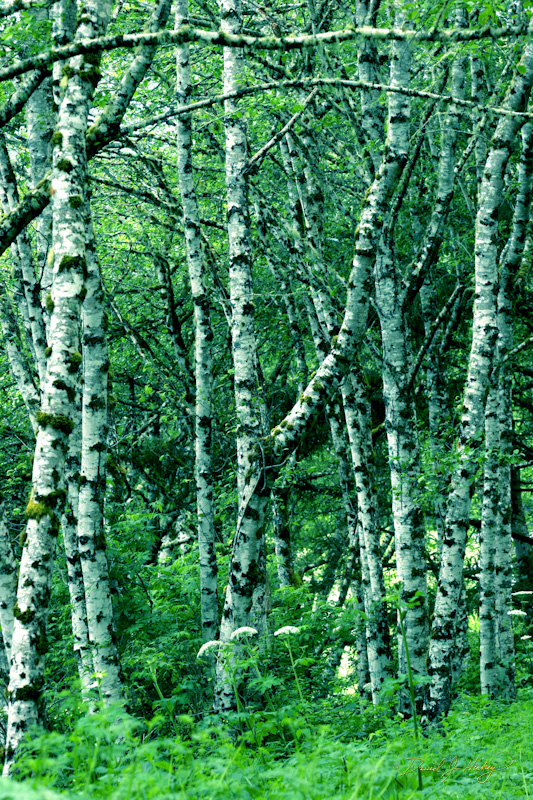 557 Birches, Humboldt Redwoods State Park, CA