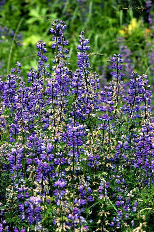 558 Lupins, Humboldt Redwoods State Park, CA