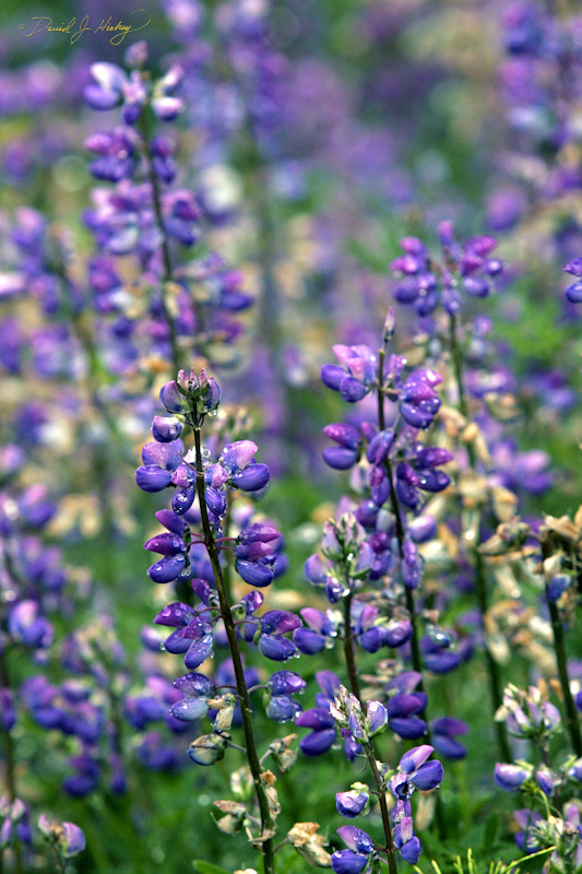 559 Lupins II, Humboldt Redwoods State Park, CA