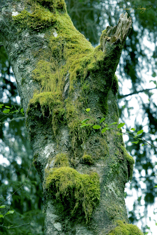 560 Tree and Moss, Humboldt Redwoods State Park, CA