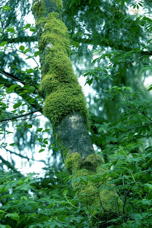 561 Tree and Moss II, Humboldt Redwoods State Park, CA