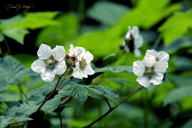 563 Mountain Blossoms, Humboldt Redwoods State Park, CA