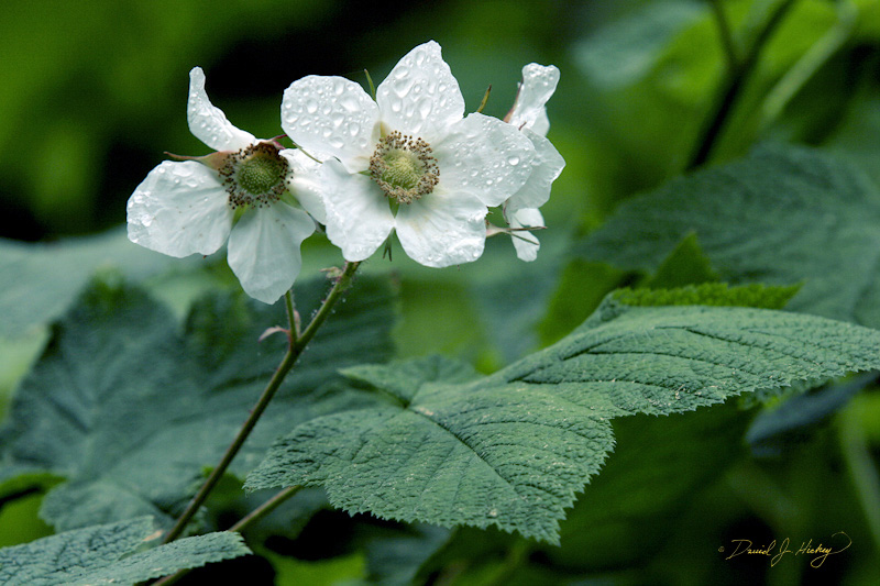 564 Mountain Blossoms II, Humboldt Redwoods State Park, CA