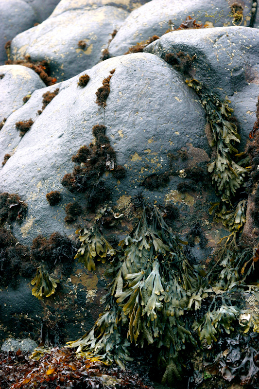 567 Seaweed and Rocks, Humboldt Lagoons State Park, CA