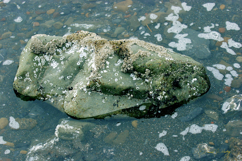 569 Tidal Pool, Humboldt Lagoons State Park, CA