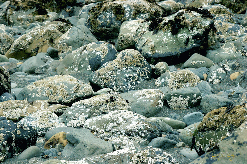 570 Encrusted Rocks, Humboldt Lagoons State Park, CA