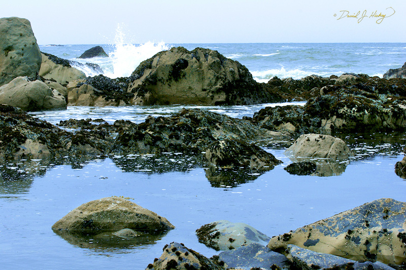 574 Tidal Pool, Humboldt Lagoons State Park, CA