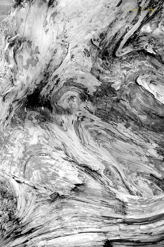 575 Driftwood Grain, Humboldt Lagoons State Park, CA