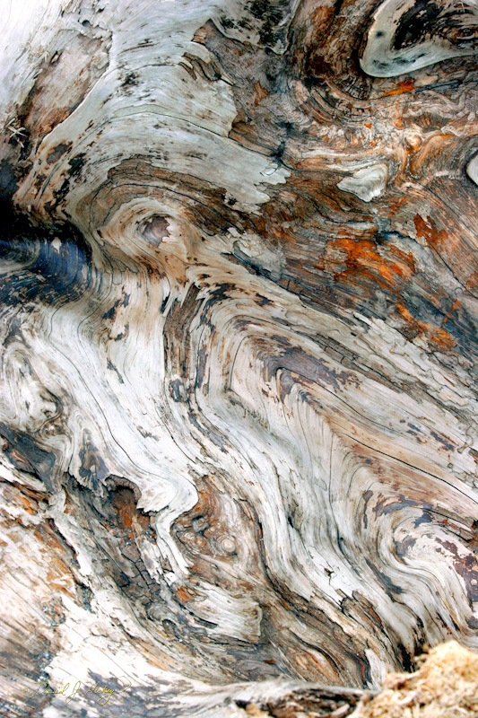 576 Driftwood Grain II, Humboldt Lagoons State Park, CA
