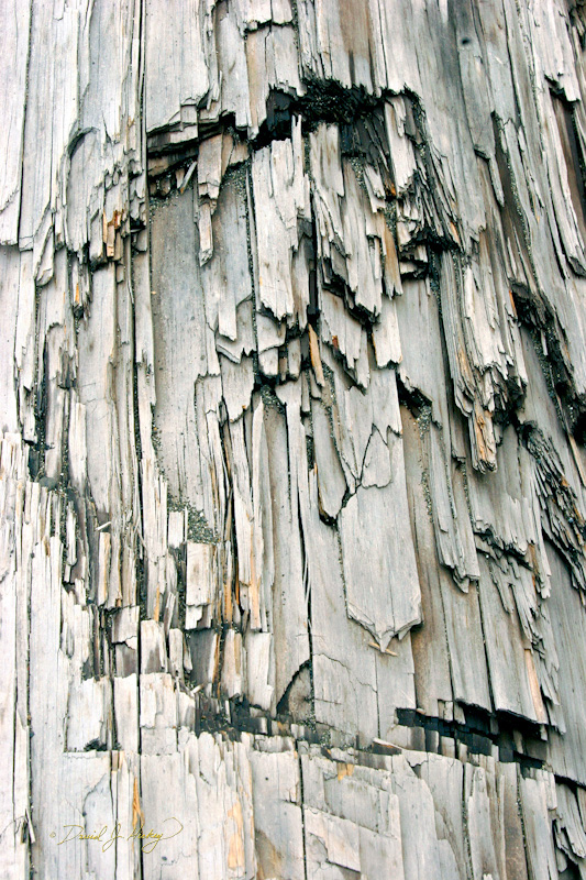 577 Driftwood Grain III, Humboldt Lagoons State Park, CA