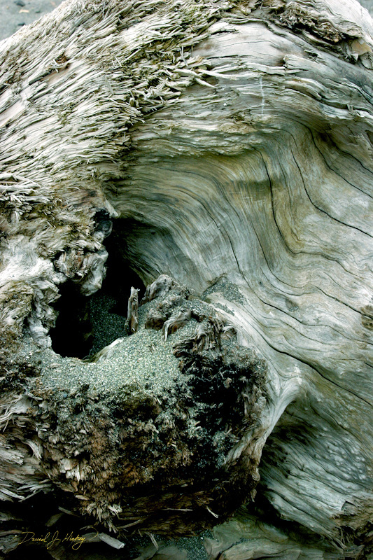 578 Driftwood Grain IV, Humboldt Lagoons State Park, CA