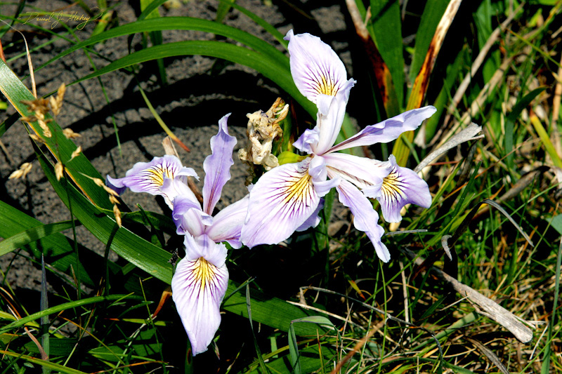 580 Flowers, near Brookings, OR