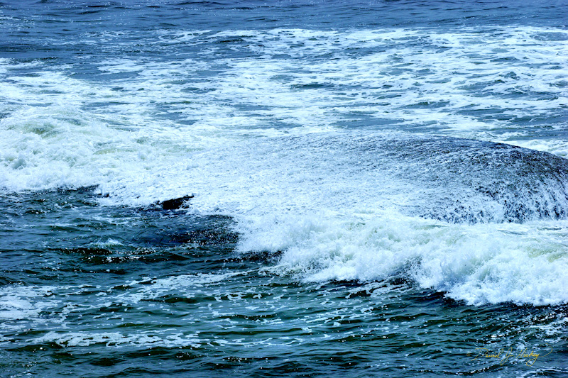 581 Surf-covered Rock, near Brookings, OR