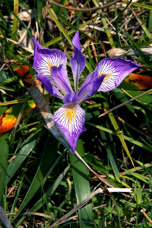 584 Flower, near Brookings, OR