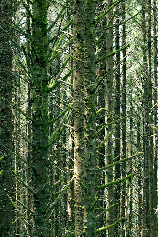 586 Trees and Moss, near Brookings, OR