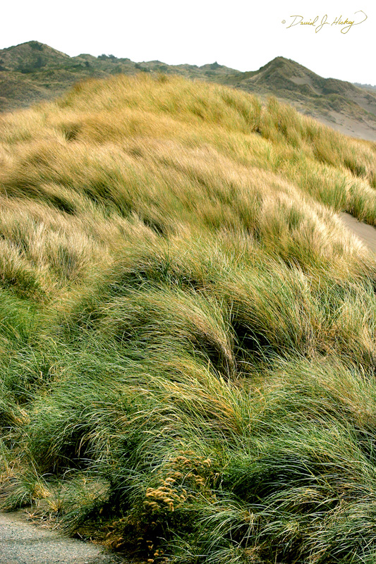 587 Dune Grass, Pistol River, OR