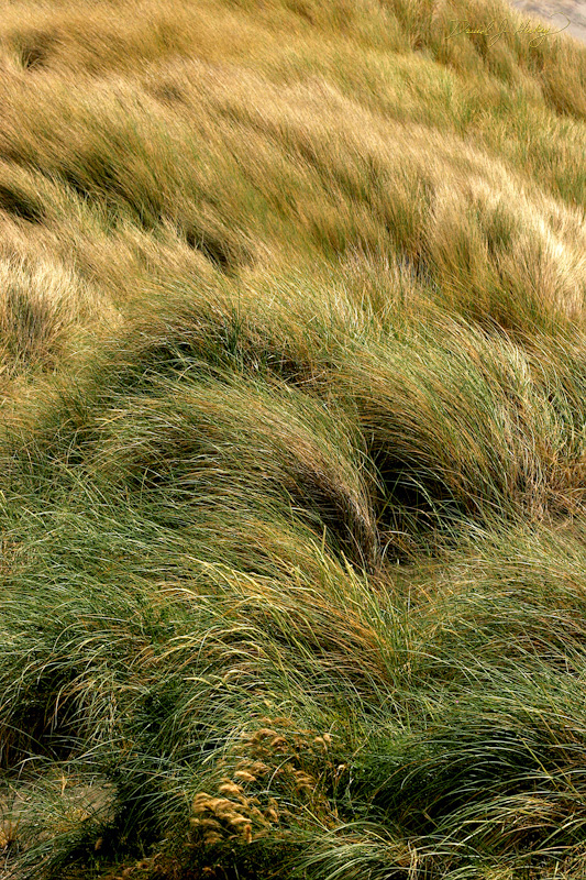 588 Dune Grass II, Pistol River, OR