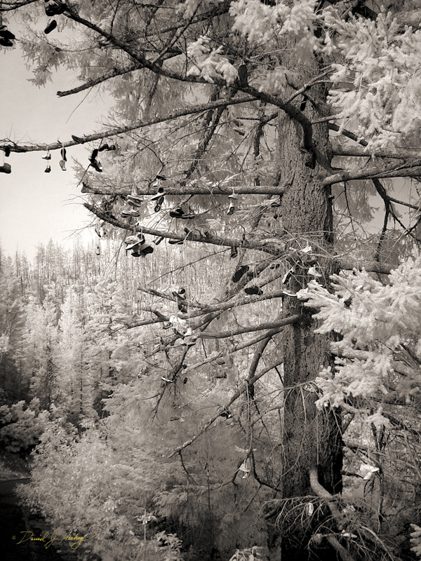 592 Shoe Tree in Infrared, road to Grant's Pass, OR -- Every one of my trips has a road from Hell and this one (NF-23) was it. Sixty-miles-worth of a single lane -- yes just one, not one for each direction -- few turnouts, high elevations, and many places where a good portion of the road had washed away!  Did I mention the several-hundred-foot drops to my cars right?  Scary as heck!  Even so, finding this tree laced with sneakers out in the middle of nowhere made the journey worthwhile!