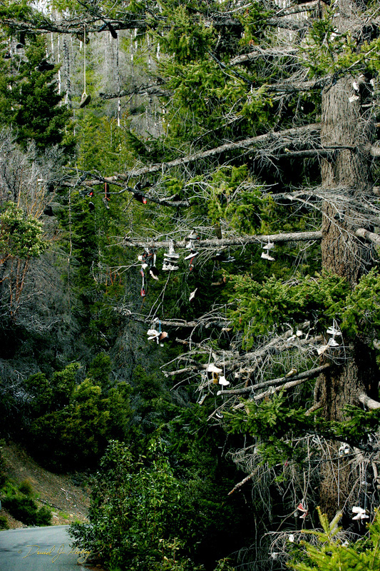593 Shoe Tree, road to Grant's Pass, OR