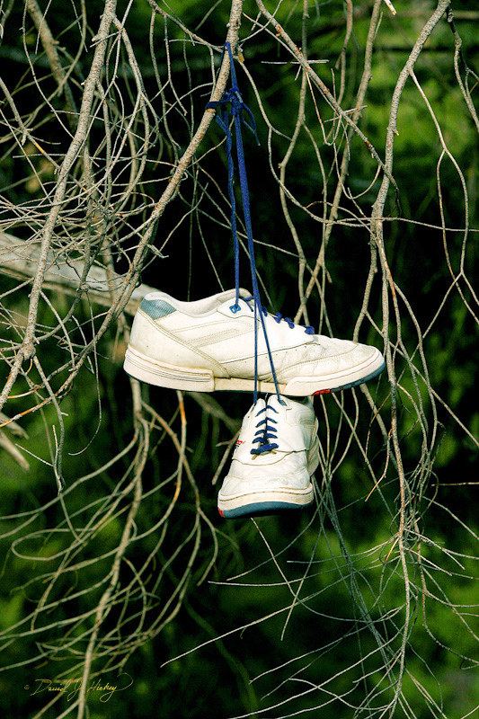 594 Shoe Tree II, road to Grant's Pass, OR